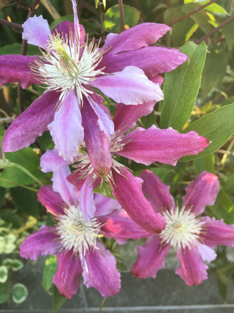 今日の開花