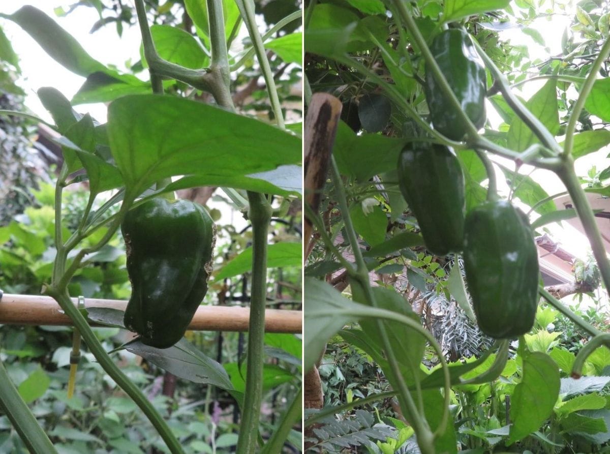 🍅実となる野菜の収穫