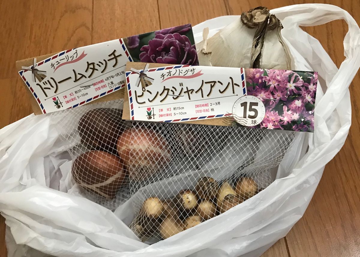 さらに球根買い込み