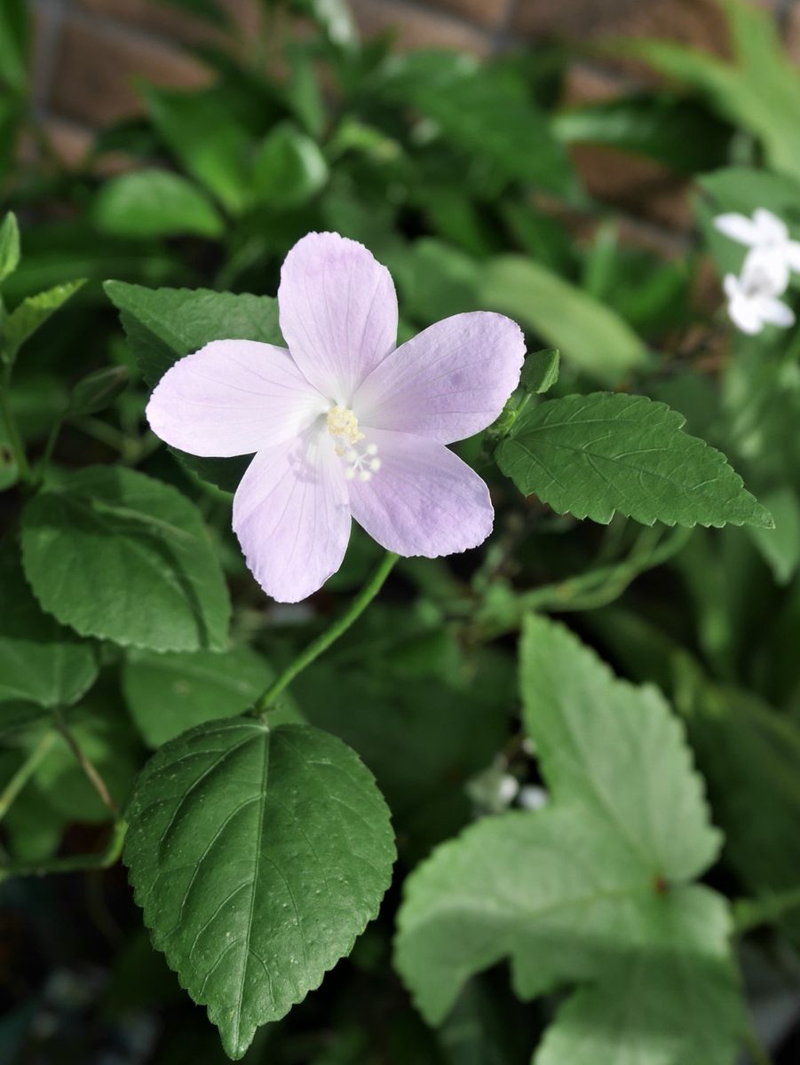 ♡ ロバツスの開花 ♡