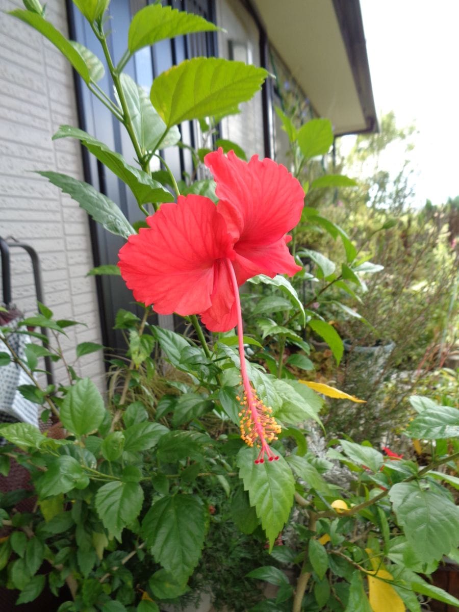 アオイ科のお花たち①