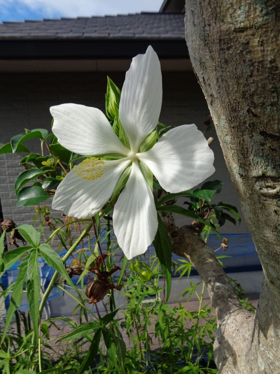 アオイ科のお花たち②