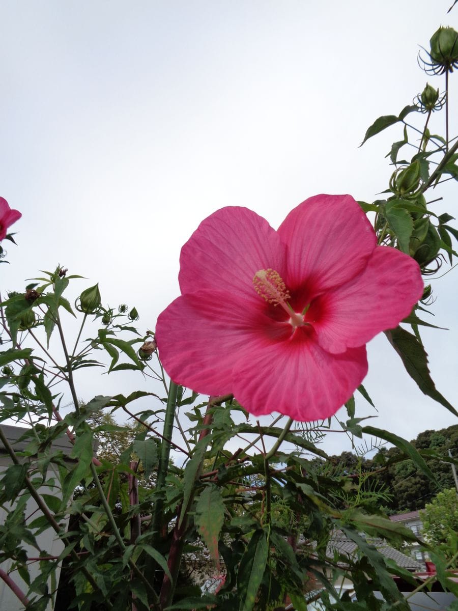 アオイ科のお花たち②