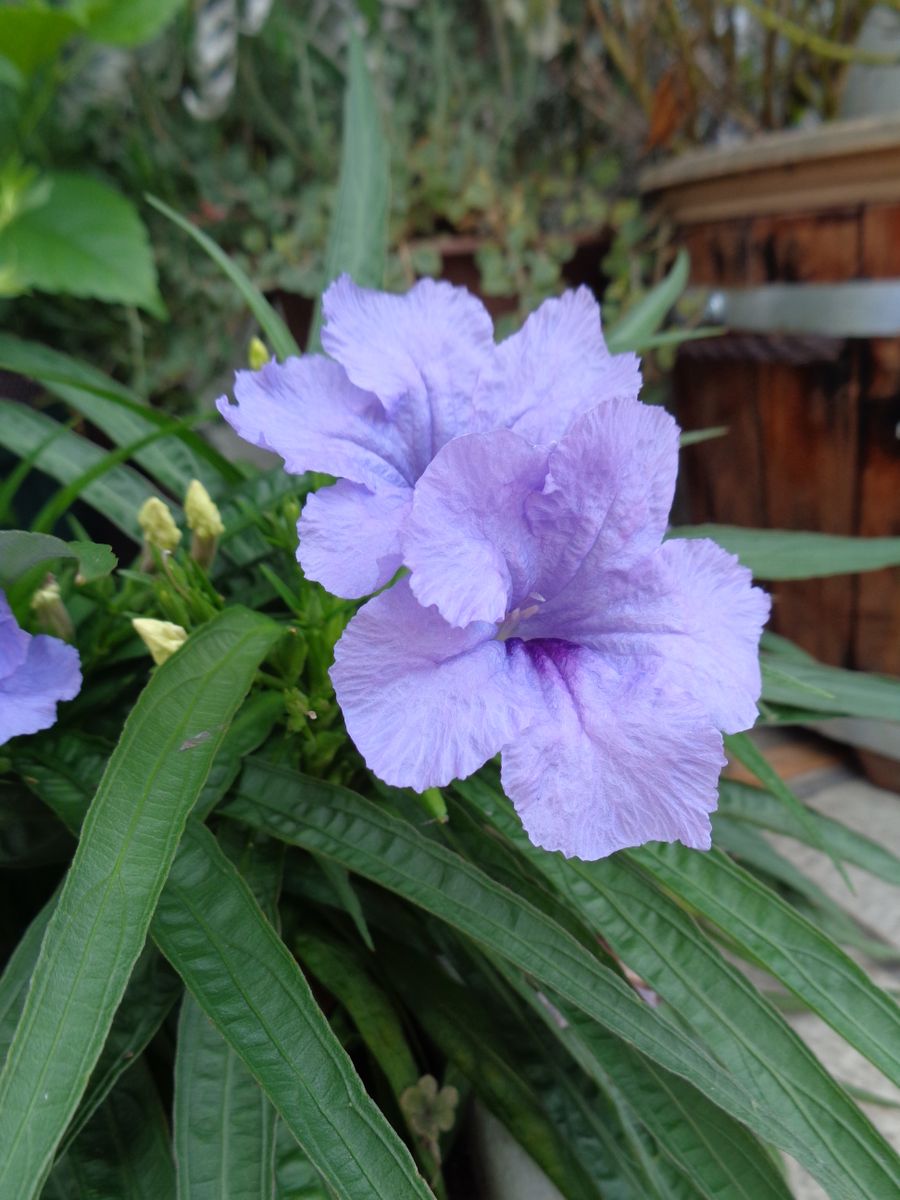 ルエリアの白、開花！！