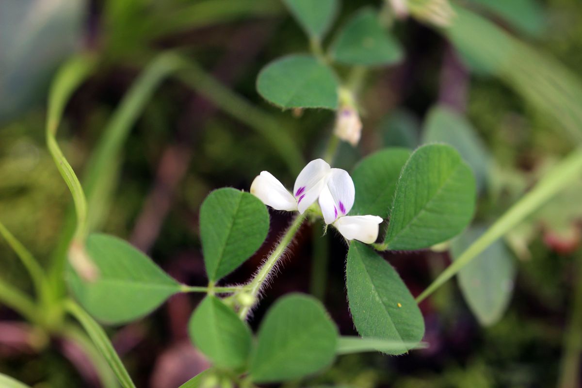 野の草を撮る