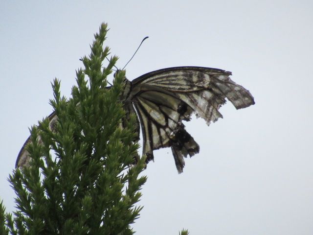 夏から秋へ