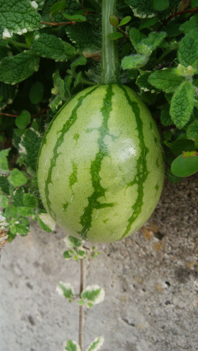 スイカの成長🍉