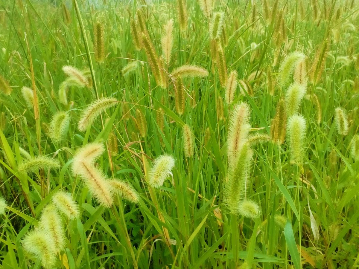 ようやく秋が来ました???