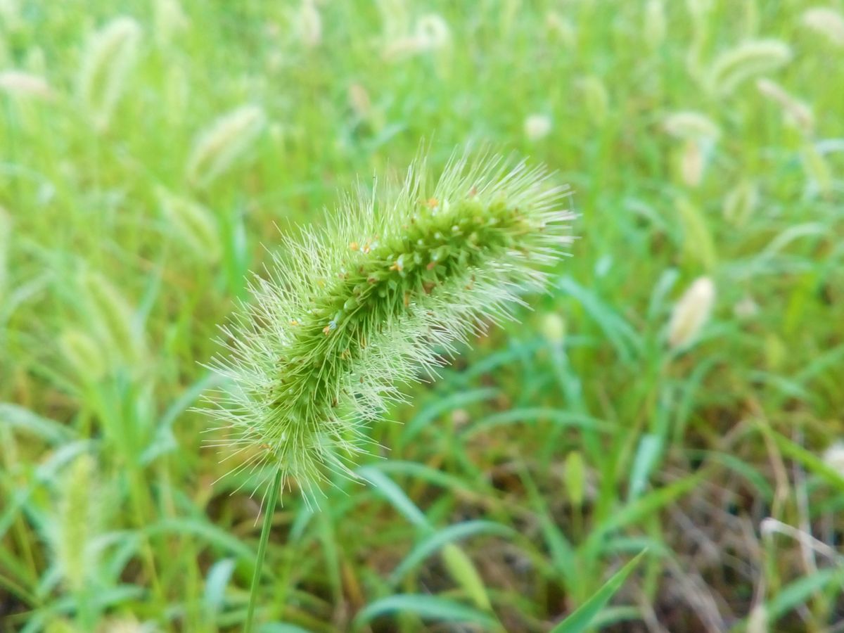 ようやく秋が来ました???