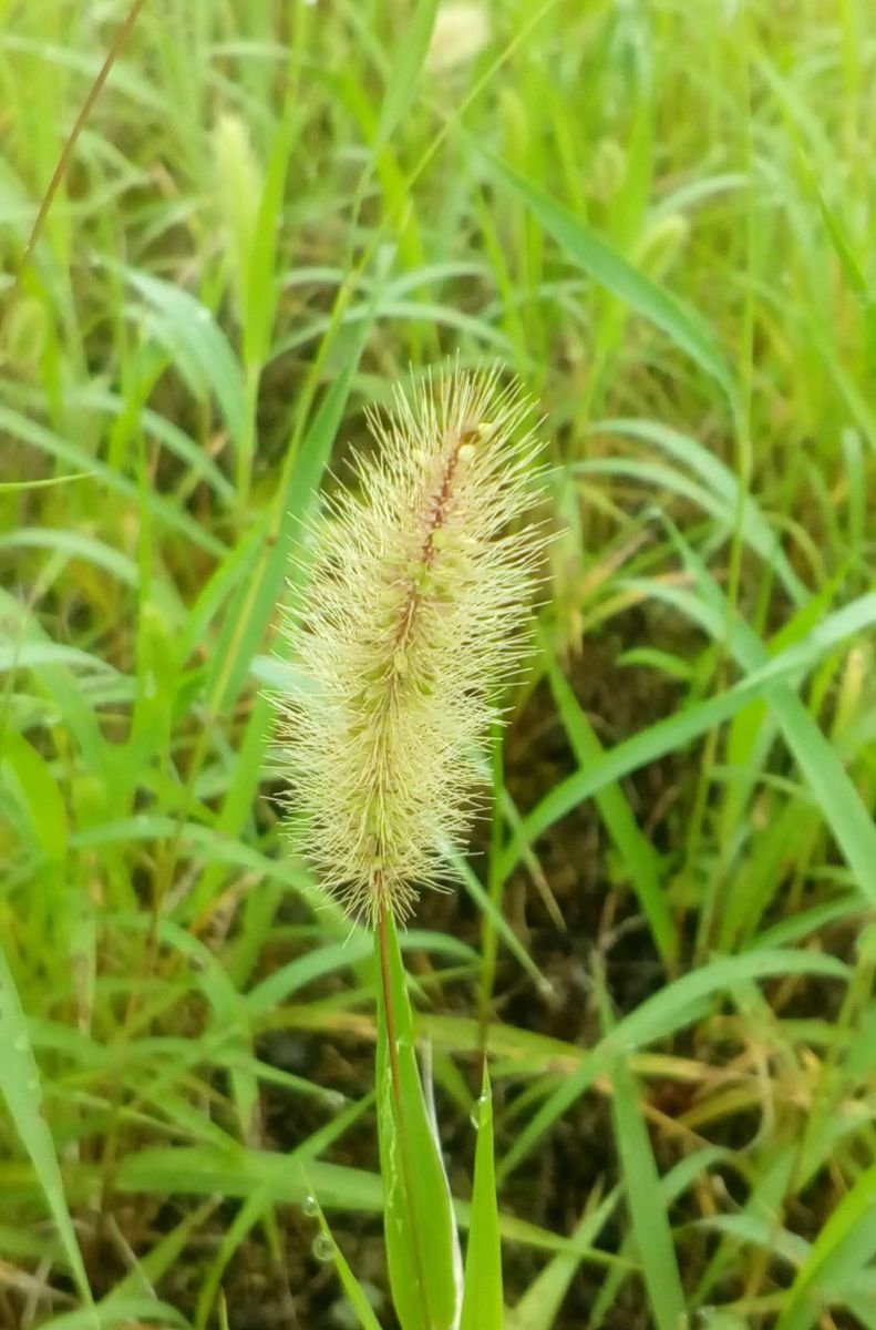 ようやく秋が来ました???