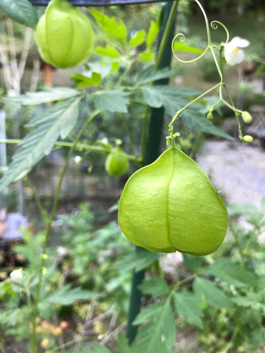 秋を感じて