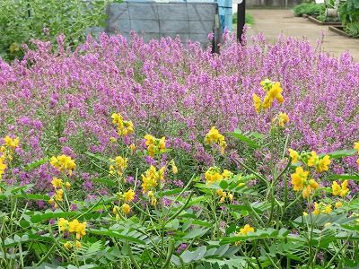 東京都薬用植物園