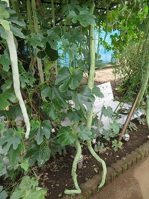 東京都薬用植物園