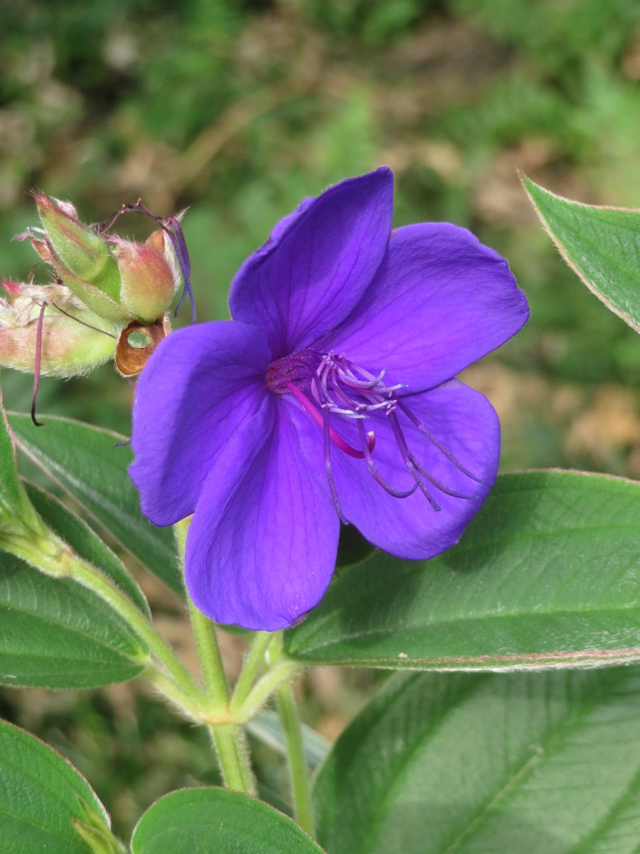 仲秋の名月と青系の花