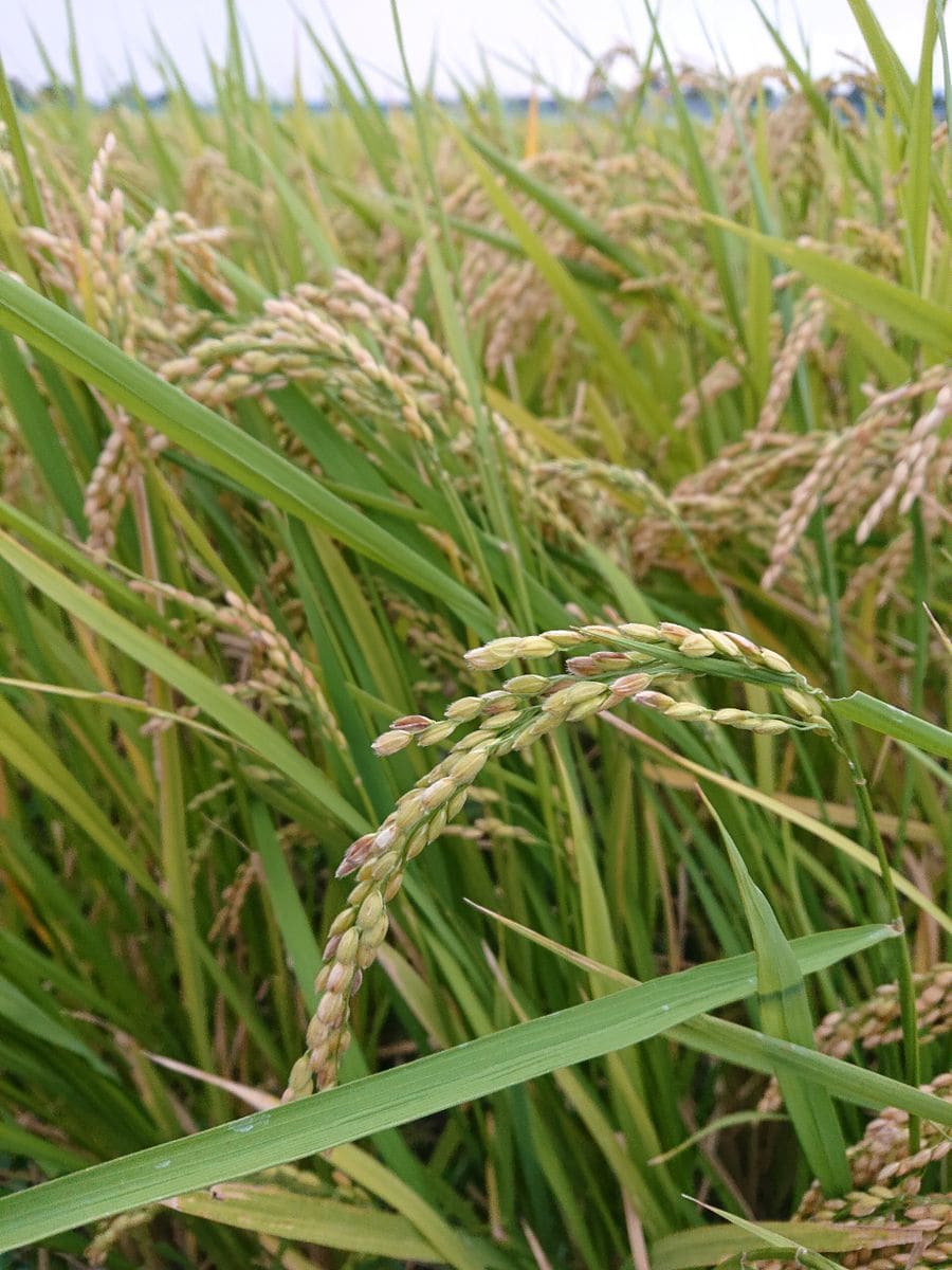 十五夜お月さんと稲刈り🌾