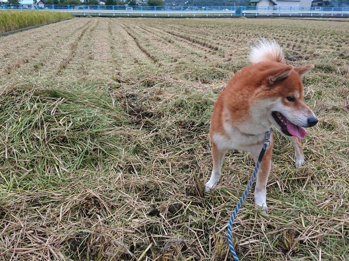 十五夜お月さんと稲刈り🌾