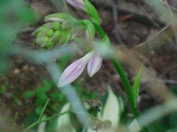 夕方の庭で発見した草花