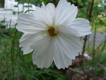 夕方の庭で発見した草花