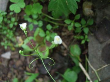 夕方の庭で発見した草花