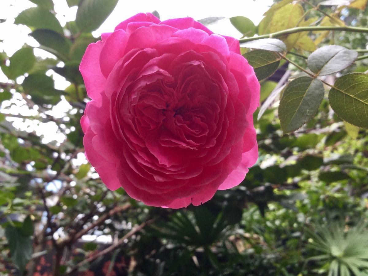 今日の薔薇🌹