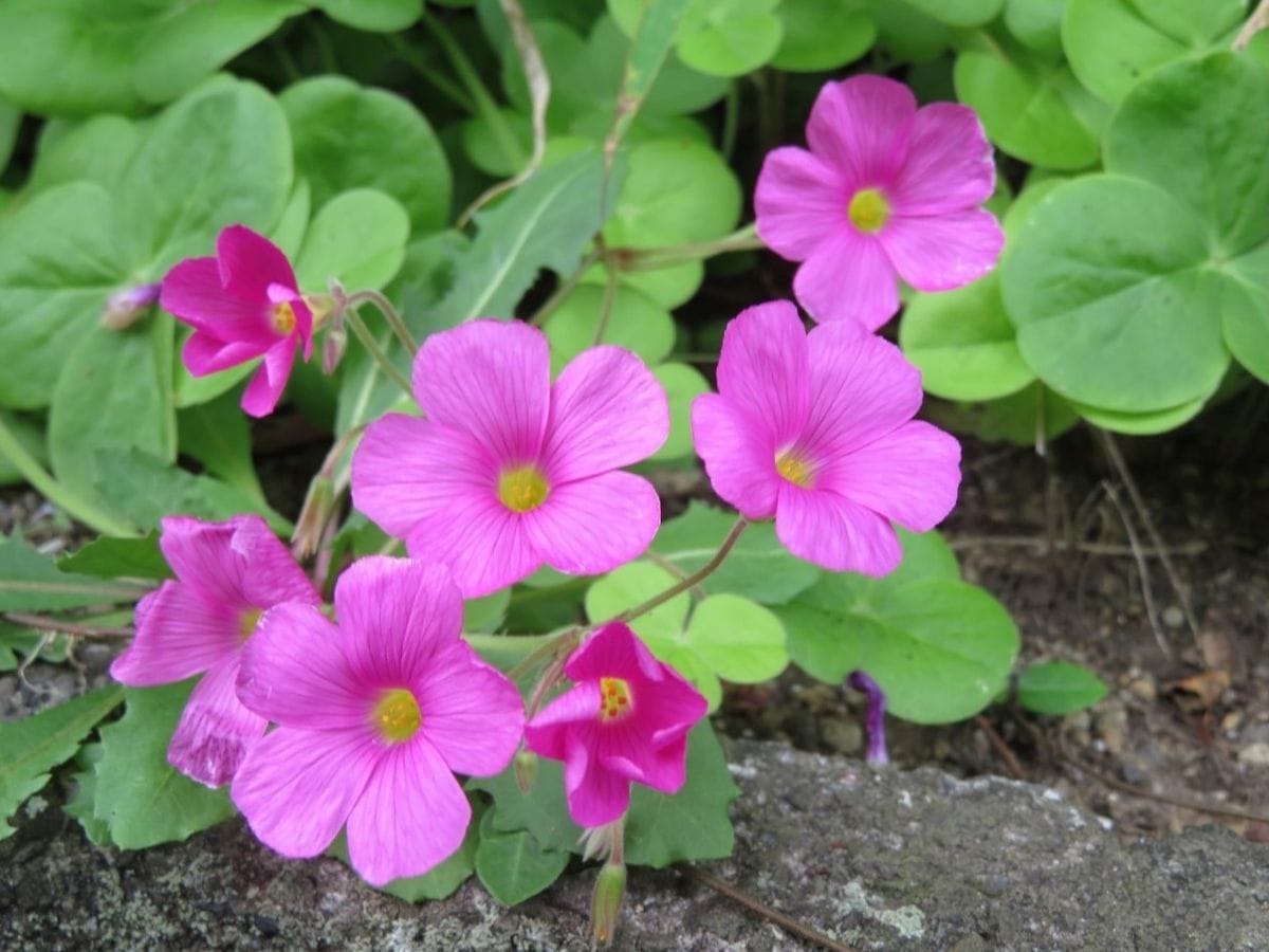 自宅前公園の花色々