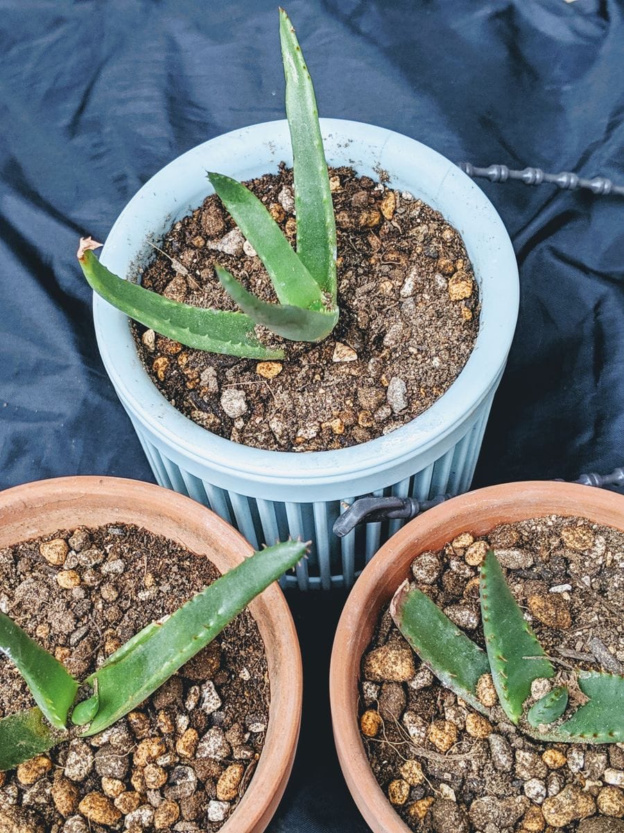 100均植物植替え②花キリンとアロエピクシー