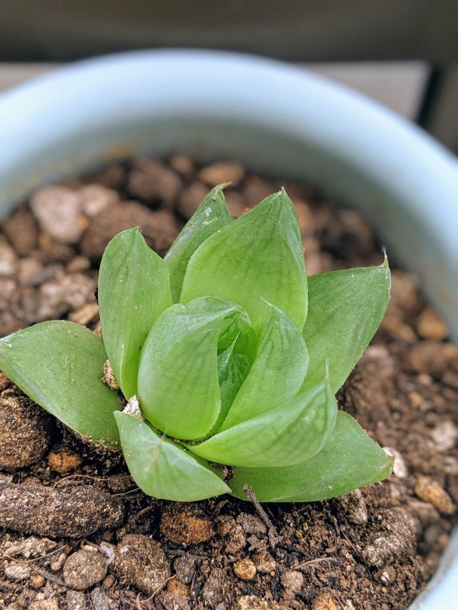 100均植物植替え③ハオルチア