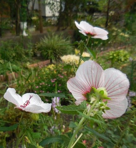 園芸ボランティア