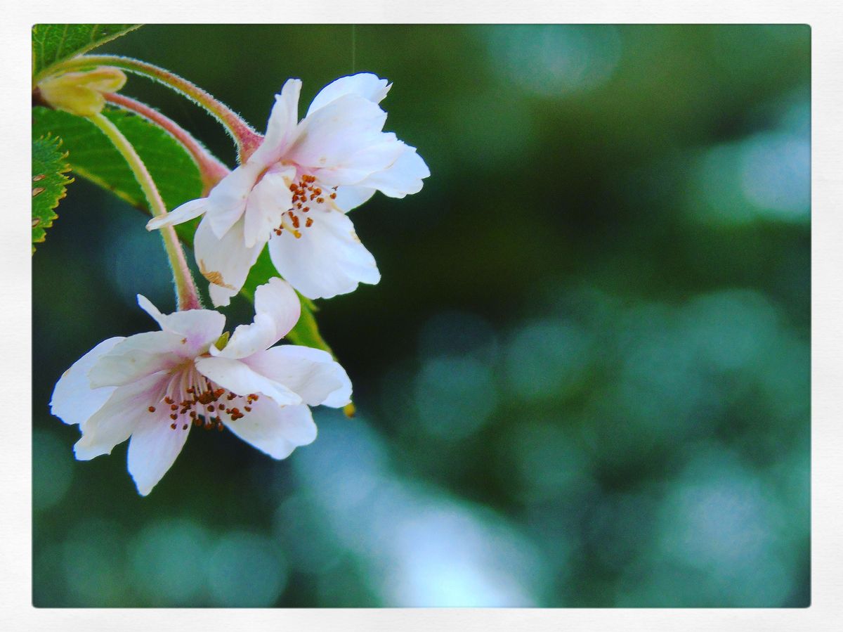 十月桜