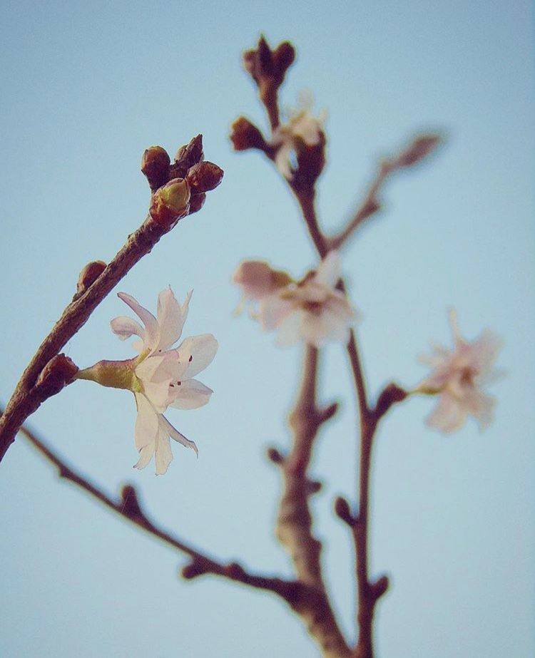 十月桜