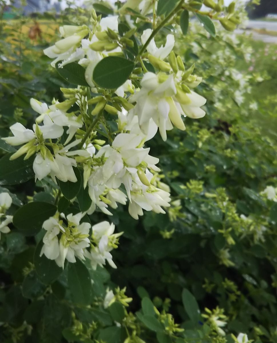 秋色が次第に濃くなり🌾