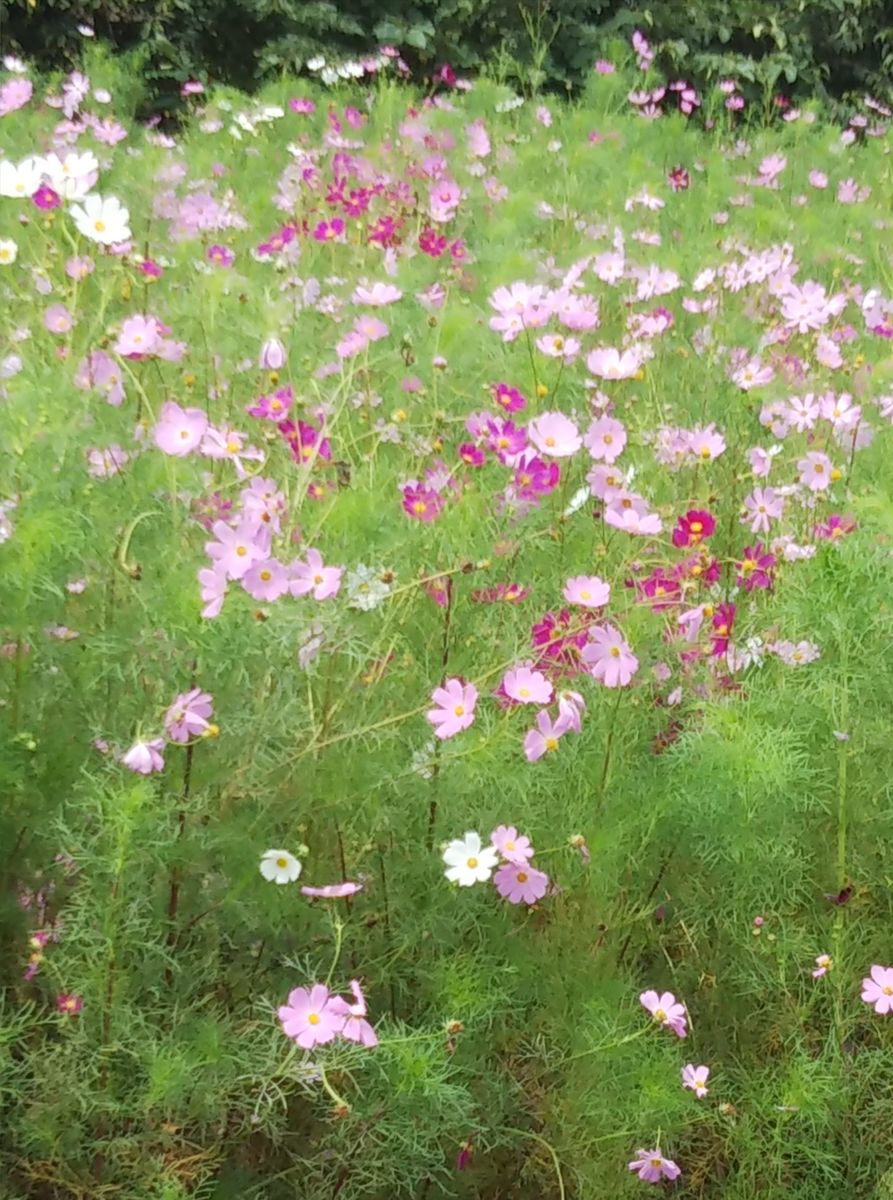 秋色が次第に濃くなり🌾