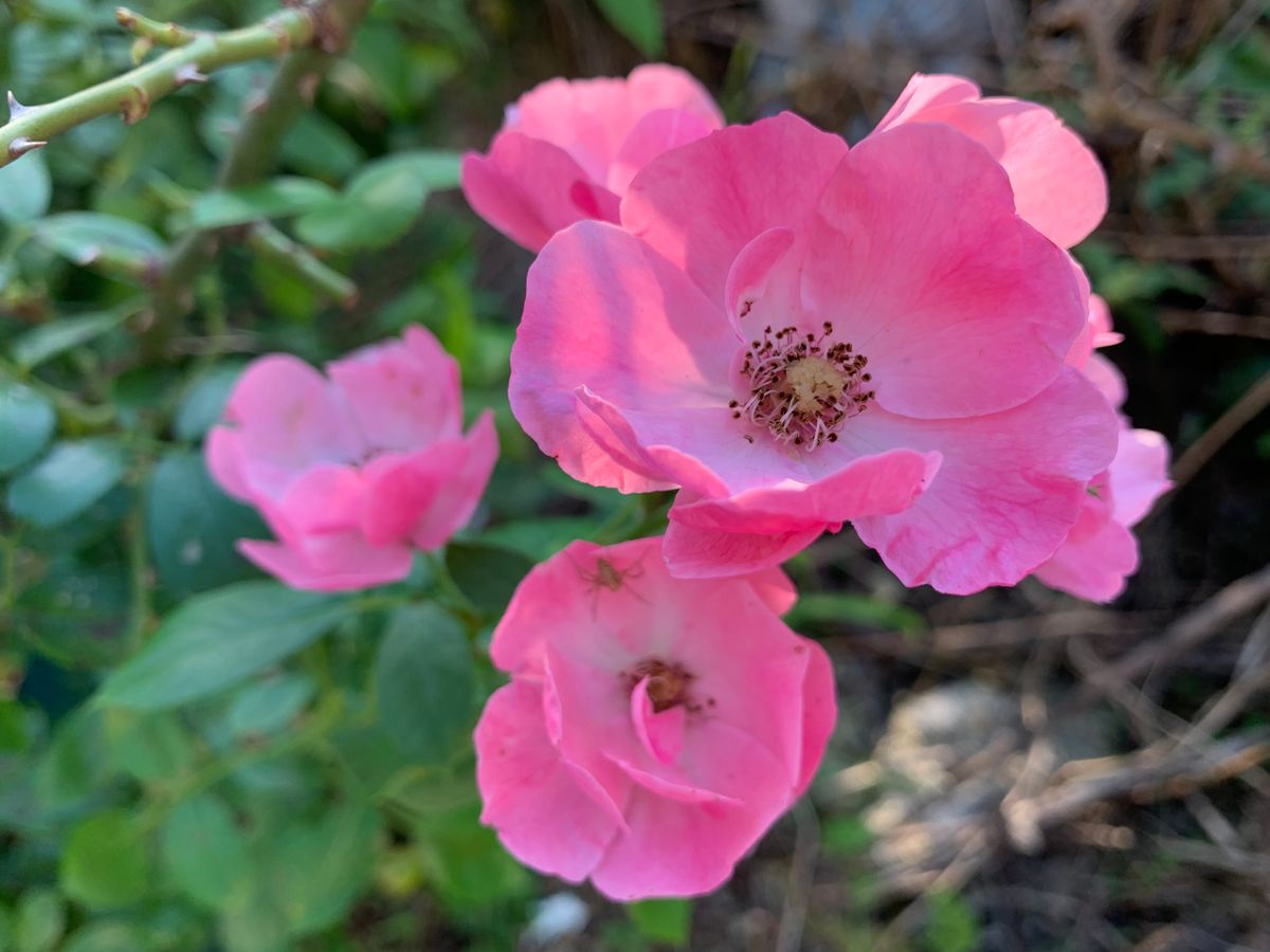 今朝のお花達(^_-)-☆