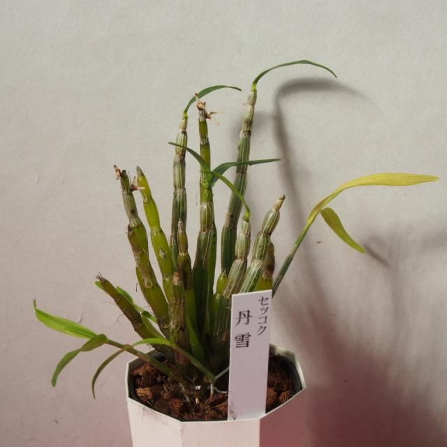 セッコクの植え替え