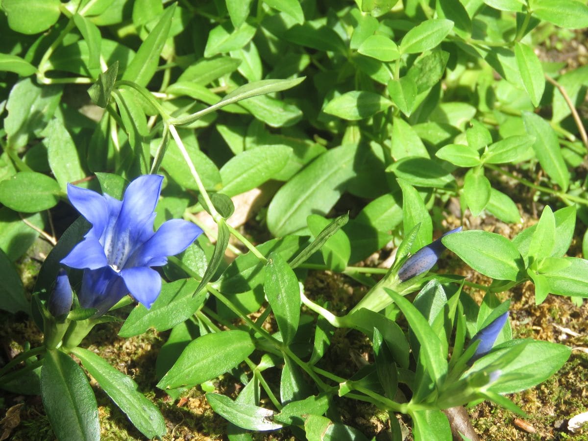 苔庭にリンドウが咲いた