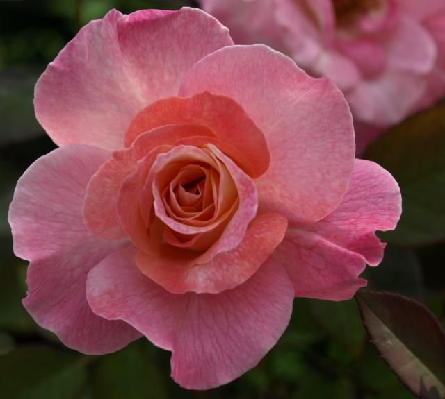 アブラ・カダブラが、ピンクで咲くと、夏