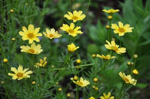 梅雨明けを待つ夏の花たち