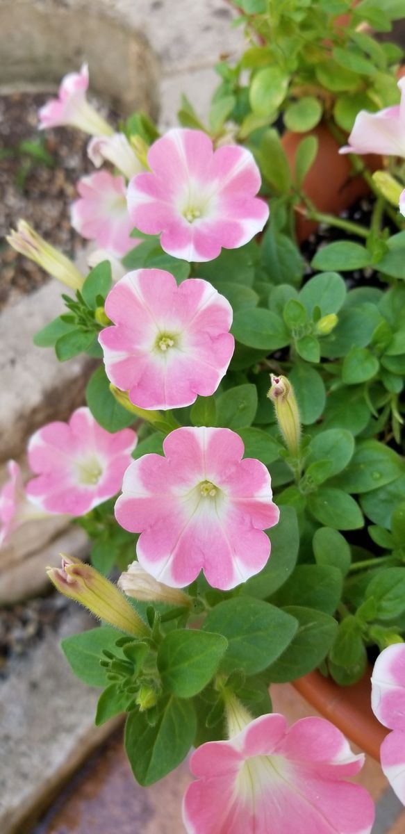 今日の花日記　【ランタナ】