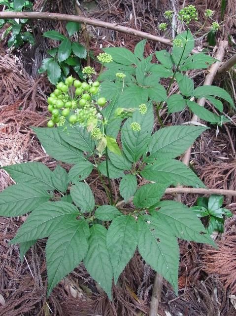 裏山の植物？