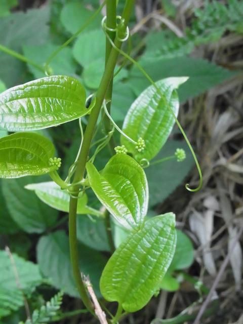 裏山の植物？