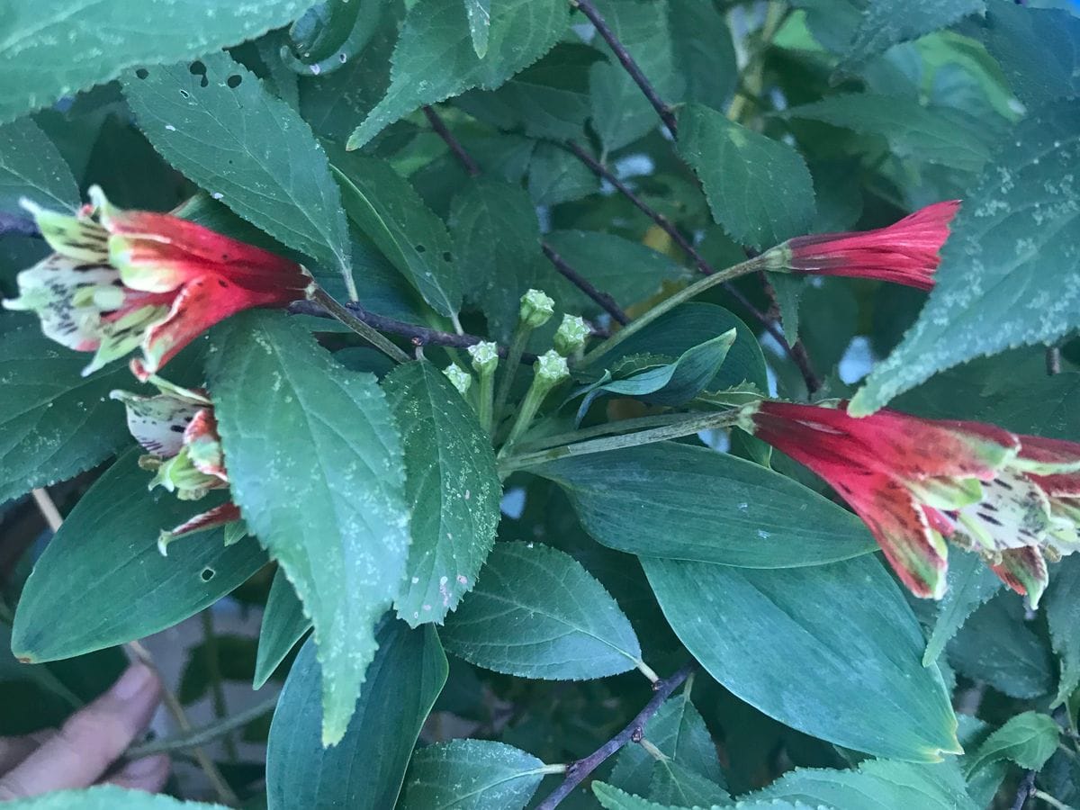 パッションの開花なし・・・