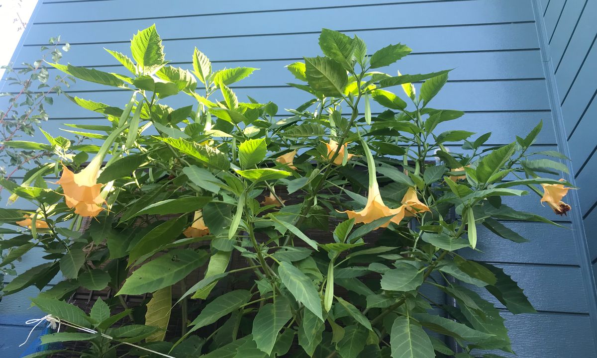 パッションの開花なし・・・