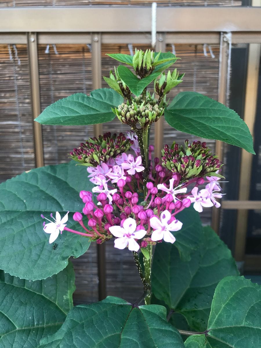 パッションの開花なし・・・