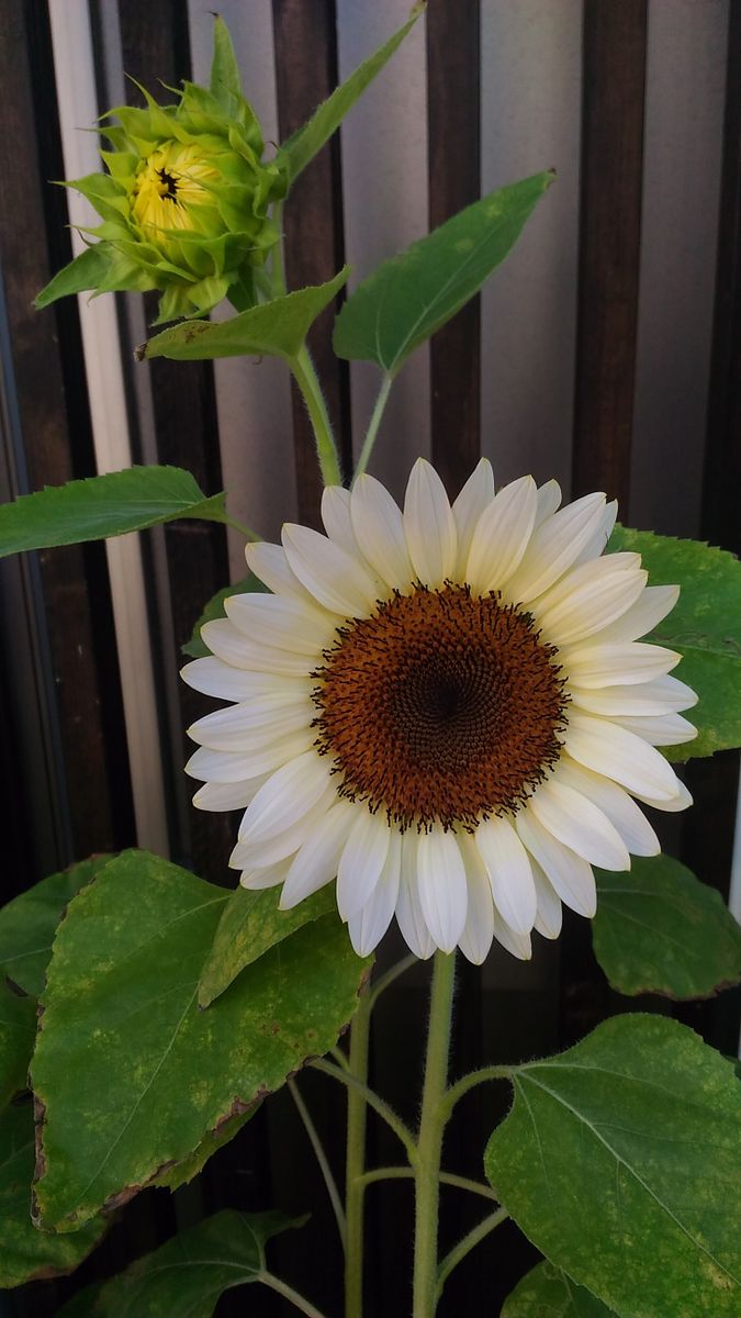 ひまわり🌻プロカットホワイトナイト🌻開花中②