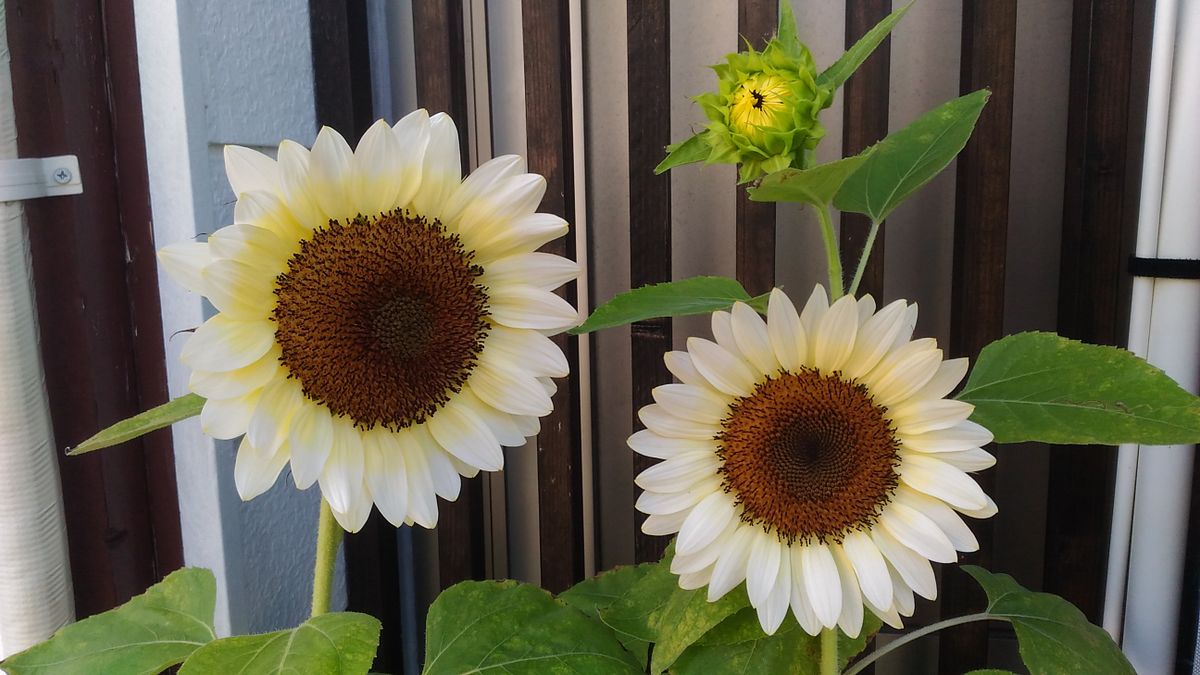 ひまわり🌻プロカットホワイトナイト🌻開花中②