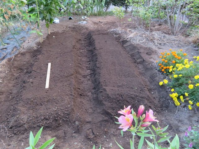 お迎えした花とやっとここまで咲いた花・・・