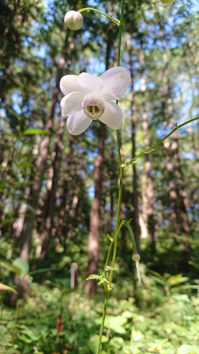 秋いろを探しに…🏵️大柿花山と花之江の郷