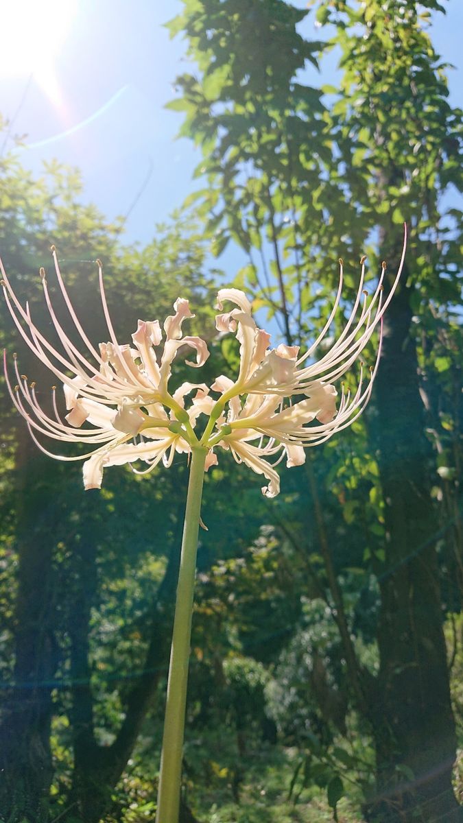 秋いろを探しに…🏵️大柿花山と花之江の郷