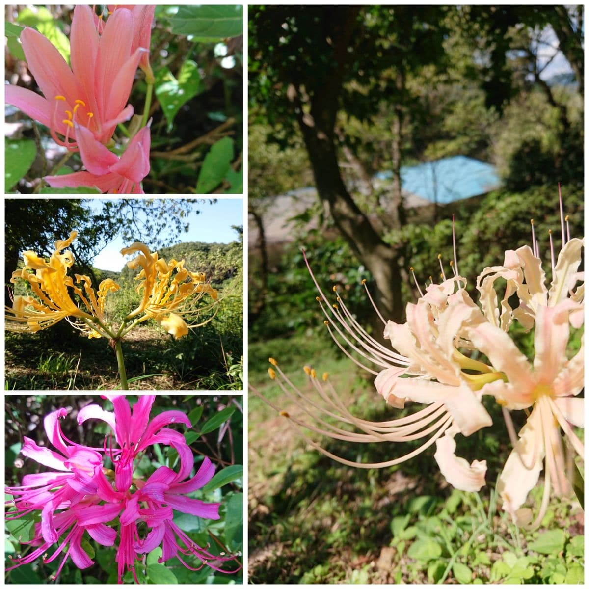 秋いろを探しに…🏵️大柿花山と花之江の郷