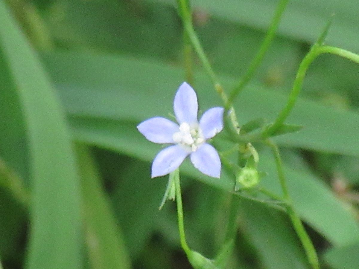 由愛(ゆめ)の花日記♪